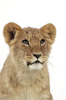 Approx: Lion cub's (approx 16 weeks old) face