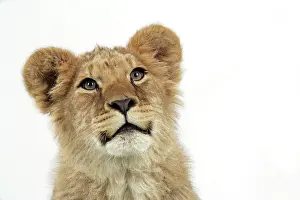 Approx: Lion cub's (approx 16 weeks old) face