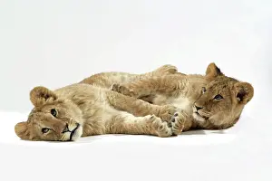 Approx: Two lion cubs (approx 16 weeks old) lying together