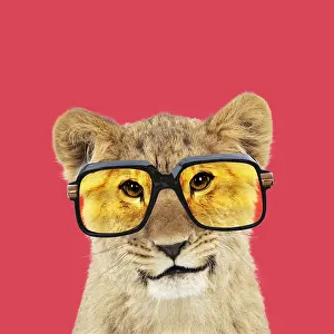051119: Lion cubs (approx 16 weeks old) wearing glasses