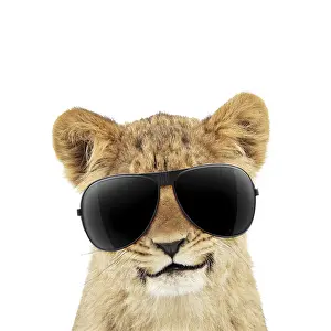 051119: Lion cubs (approx 16 weeks old) wearing sunglasses
