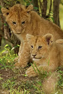 Teasing: Lion cubs (Panthera leo) in the bush, Maasai