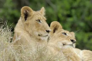 Krger: Lion