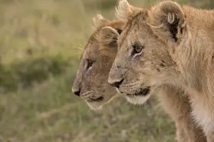 080119: Two lion cubs, Panthera leo, Masai Mara National