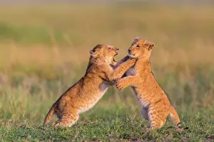 200819: Two lion cubs (Panthera leo) playing in grass, Masai