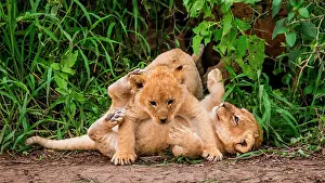 Meat: Two lion cubs (Panthera leo) are playing each ot
