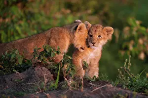Cuddle: Lion cubs (Panthera leo) snuggling up to each other