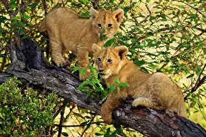 Shade: Lion cubs - at play on a tree