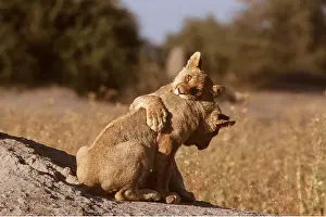 Hayden Oake: LION - two cubs playing