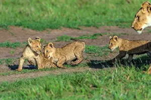 Manoj Shah: Lion Cubs playing in Masai Mara