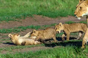 Manoj Shah: Lion Cubs playing in Masai Mara