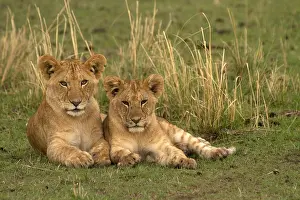 070818: Lion cubs - sitting together - Kenya, Africa
