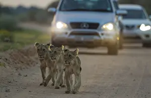 Tours: Lion - three cubs walking on a road - at dawn -