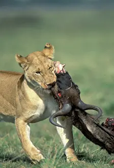 Dragging: Lion - dragging prey