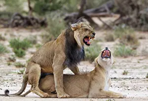 Lions: Lion. Fairly old black-maned Kalahari male and female