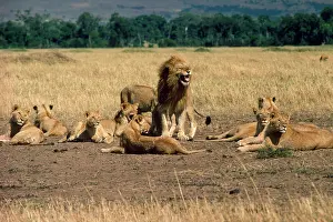 Manes: Lion - family pride
