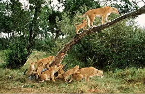 Outs: LION - family / pride climbing tree
