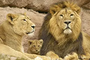 Lions: Lion family resting on rocks, consisting of lion, lioness