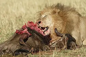 Massai: Lion - feeding on kill