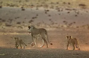 311017: Lion - female with two cubs in the light of the