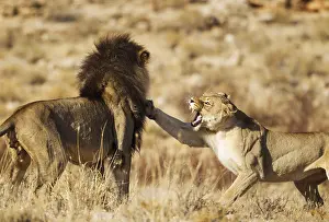 Maned: Lion - female in heat and black-maned Kalahari male