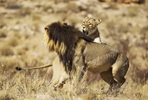 Maned: Lion - female in heat and black-maned Kalahari male