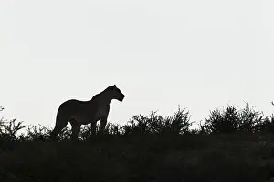 Lionesses: Lion - female - observing her surroundings - Kalahari