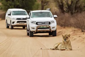 Behind: Lion. Female resting on a road. Behind it tourist