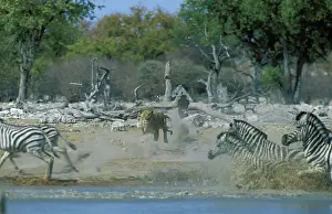Lion - Female, unsuccessfully hunting a Burchell's