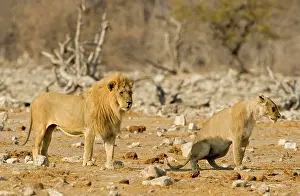 Urinating: Lion - Female urinating infront of a pride male