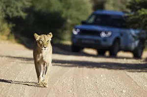 Tours: Lion - female walking on a road - behind it a tourist