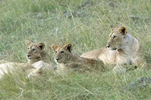 Massai: Lion - three females resting