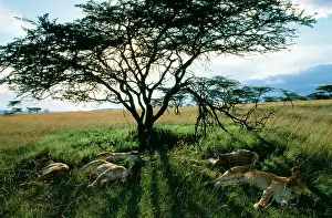 Prides: LION - Females sleeping before night hunting