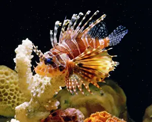 Lionfishes: Lion Fish