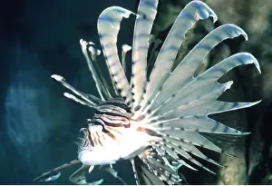 Hairstyles: LION FISH