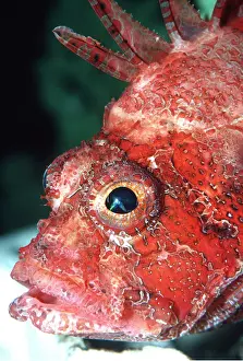 Lionfishes: LION FISH
