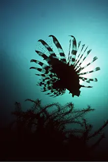 Fins: LION FISH