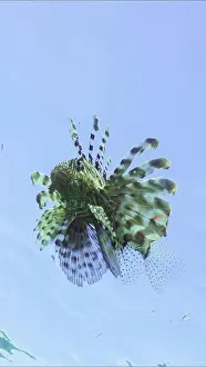 Scorpionfish: Lion fish swims in blue Ocean on blue sky background