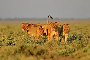 Lion - group of lioness preparing for the hunt