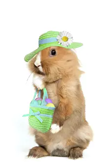 Handbag: Lion-headed Dwarf Rabbit - easter bunny wearing