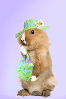 Handbag: Lion-headed Dwarf Rabbit - easter bunny wearing