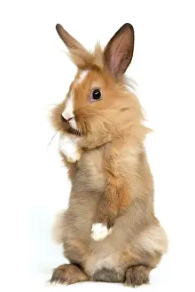 Scruffy: Lion-headed Dwarf Rabbit - on hind legs