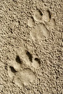 Pugmarks: LION - imprint of paw in sand