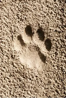 Pugmarks: LION - imprint of paw in sand