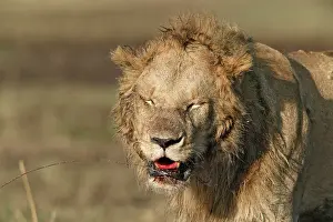 Casualties: Lion - injured, with blood around mouth