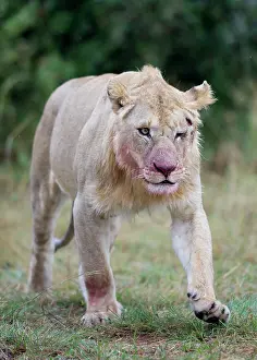 Injured: Lion - injured in fight