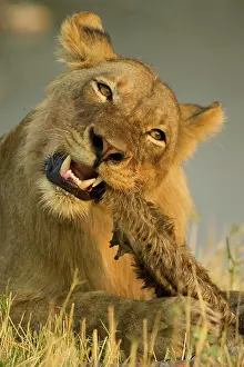 Equinus: Lion - Juvenile male biting the hairy leftovers