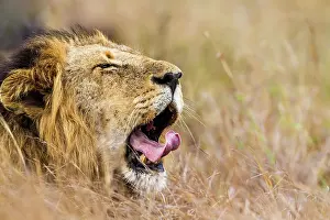 Gonarezhou: Lion in Kruger National park