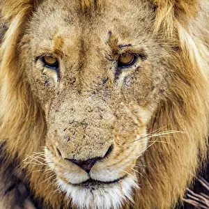 Gonarezhou: Lion in Kruger National park