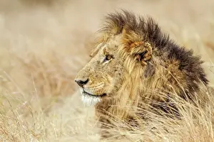 Gonarezhou: Lion in Kruger National park